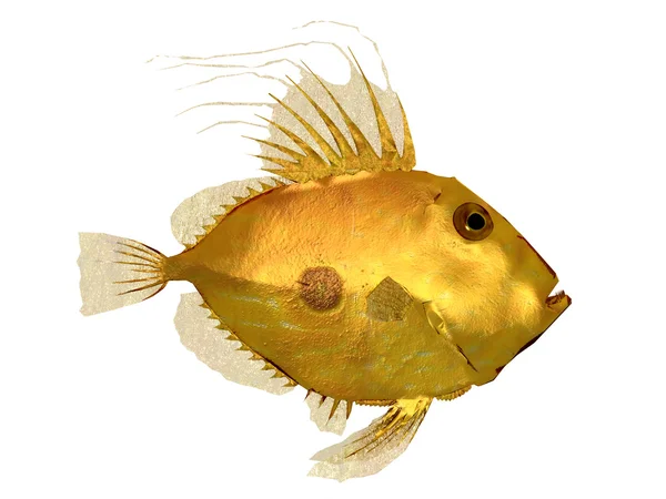 Ένα χρυσό ψάρι — Φωτογραφία Αρχείου