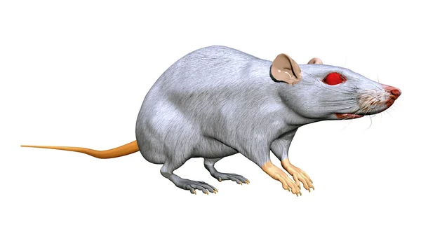 Szczur — Zdjęcie stockowe