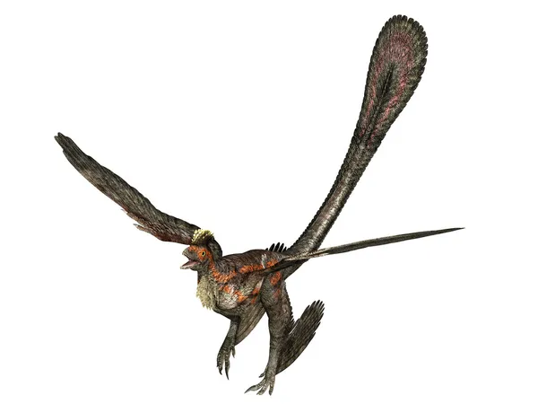 Der gefiederte Dinosaurier-Mikroraptor — Stockfoto
