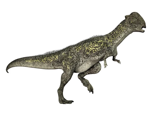 ไดโนเสาร์ Stegoceras — ภาพถ่ายสต็อก