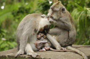 Family of monkeys on island Bali clipart