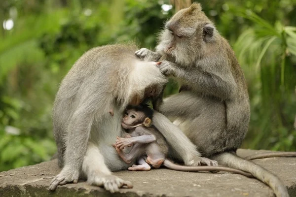 Сімейство мавп на острові Балі Стокова Картинка