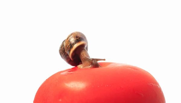 Photo of a snail — Stock Photo, Image