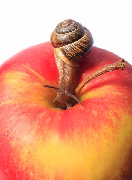 Caracol em uma maçã — Fotografia de Stock