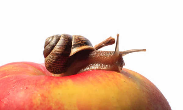 Улитка на яблоке — стоковое фото