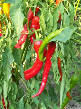 Cayenne