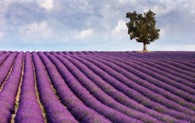 Lavender field and a lone tree clipart