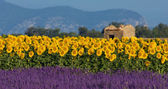 levandule a slunečnice v provence, Francie