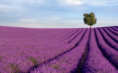 Rich lavender field with a lone tree clipart