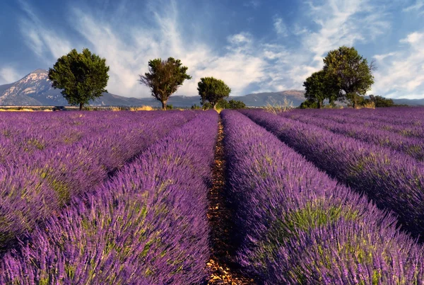 Лавандовое поле в Провансе, Франция — стоковое фото