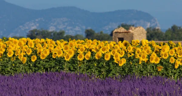 Lavendel- en zonnebloemen instellen in de provence, Frankrijk — Stockfoto