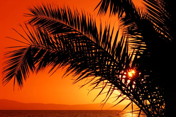 Palmboom tijdens zonsondergang — Stockfoto