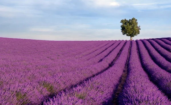 Reiches Lavendelfeld mit einem einsamen Baum — Stockfoto
