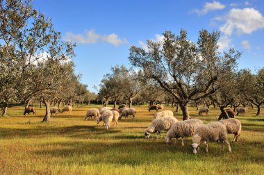 zeytin ağacı alanına koyun