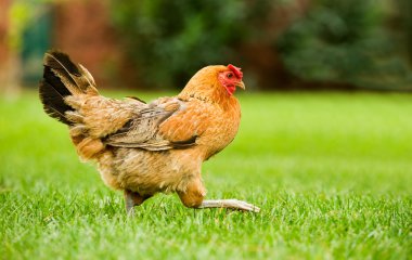 Hen on the move clipart