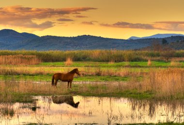 Horse in landscape clipart