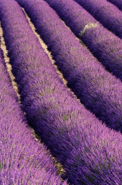 Rows of lavender clipart