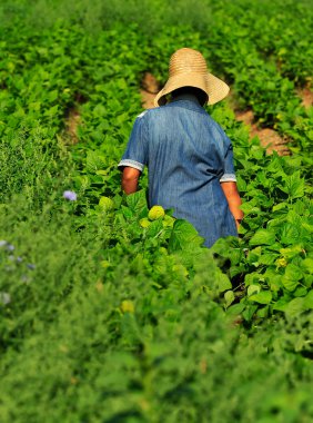 Female worker in farm clipart