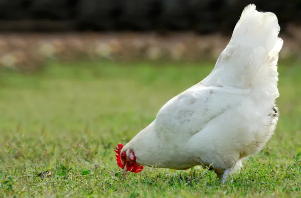 Hen eating in an open field — Stock Photo, Image
