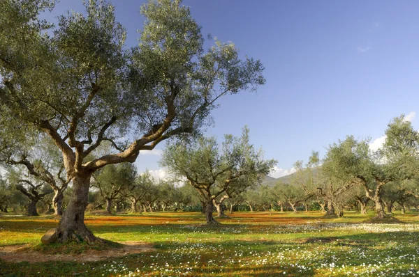 Olivovník pole v kalamata, Řecko — Stock fotografie