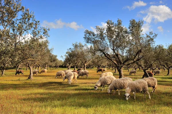 Овцы на оливковом поле — стоковое фото
