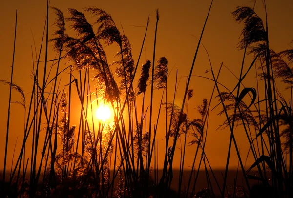 太陽の下での藁 — ストック写真