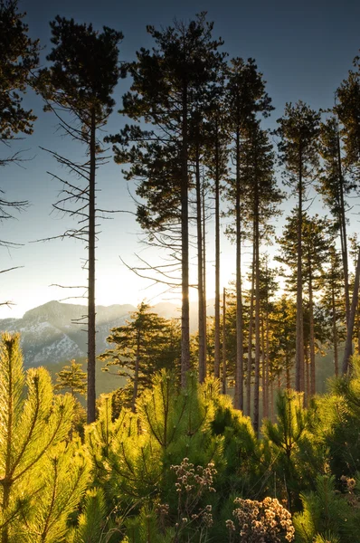 夜明けに背の高い松の木 — ストック写真