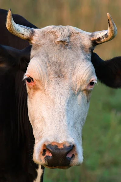 stock image Cow with horns