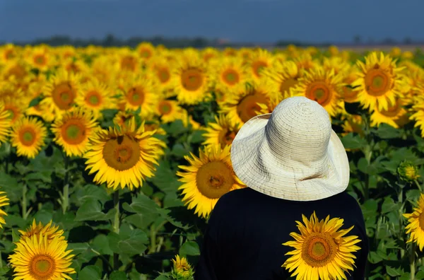 stock image Looking at sunflowers