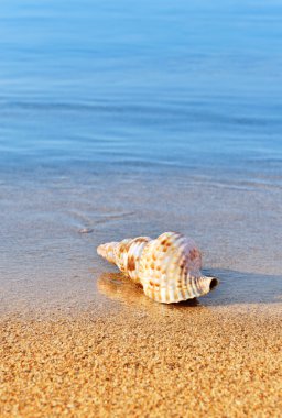 Seashell on serene beach clipart