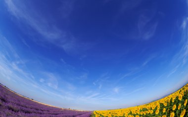 Lavanta ve ayçiçeği alanları mavi gökyüzü altında