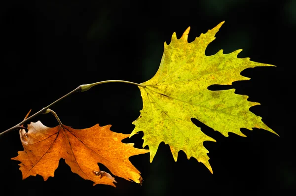 stock image Autumn leaves