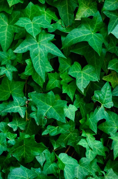 stock image Foliage