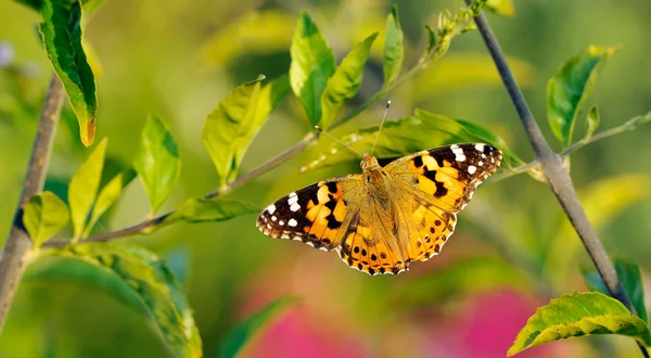 Garden butterfly — Stock Photo, Image