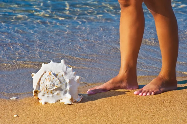 stock image Next to a seashell