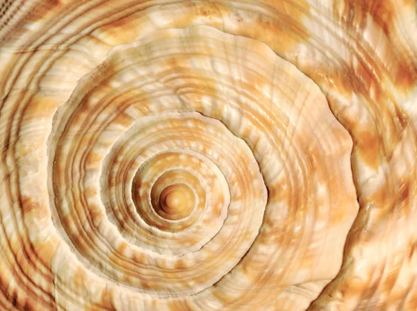 Spirale auf Muschel — Stockfoto
