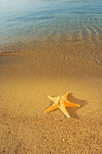 Sjöstjärna på sand — Stockfoto