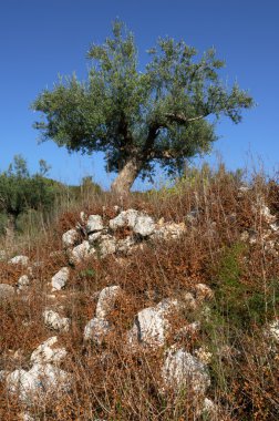 zeytin ağacı