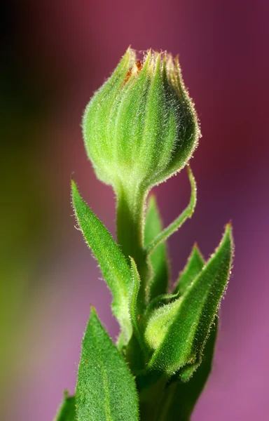 Bud of a flower — Stock Photo, Image