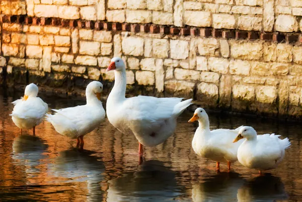 Family of geese — Stock Image Family of geese Stock Photo