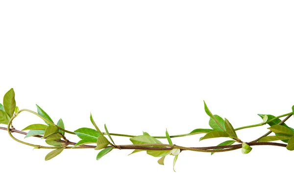 stock image Green leaves on tangled stems