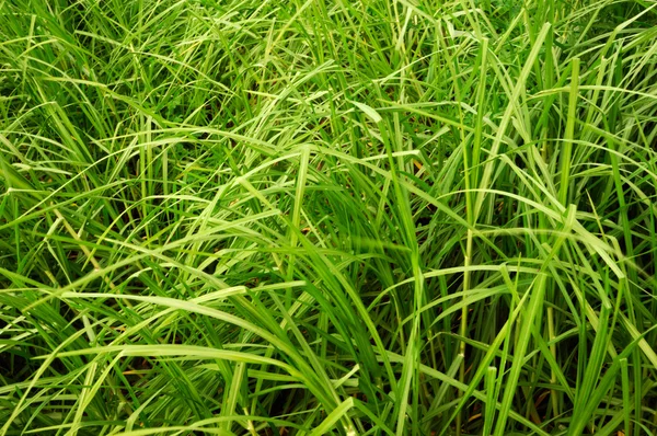 Hohes grünes Gras — Stockfoto