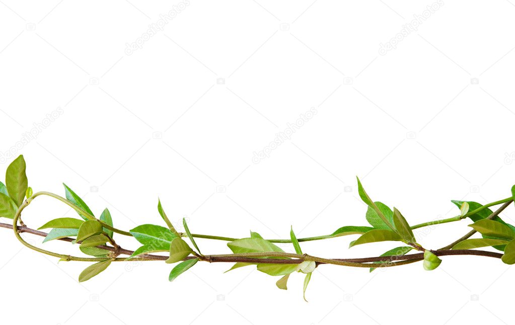 Green leaves on tangled stems