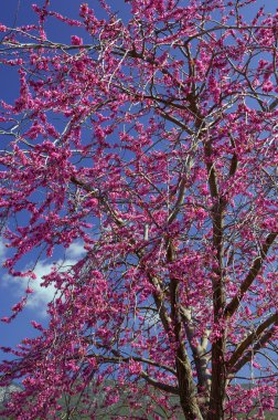 Violet flower tree (cercis siliquastrum) clipart