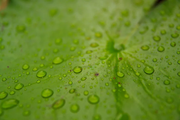 stock image Lotus leaf