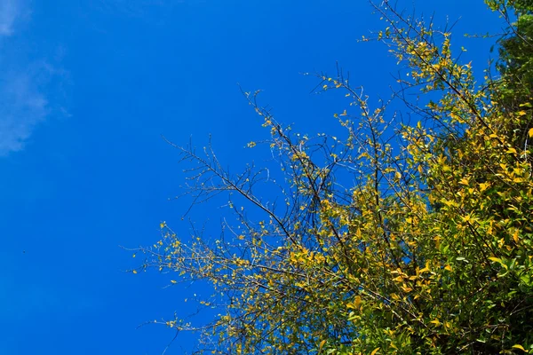 stock image Branch and sky