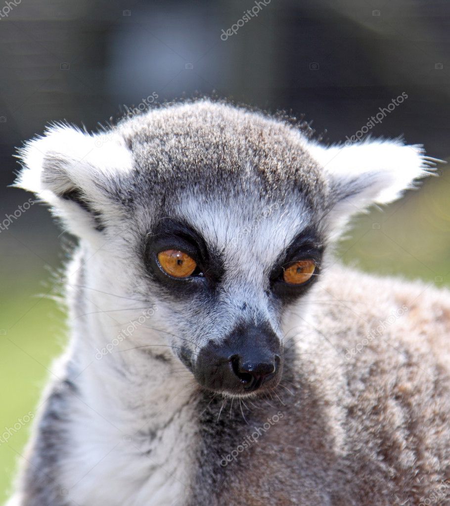 Lemur Face — Stock Photo © cabman237 #3470632