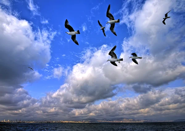 Libertà Volare Buttò le nostre ali — Foto Stock