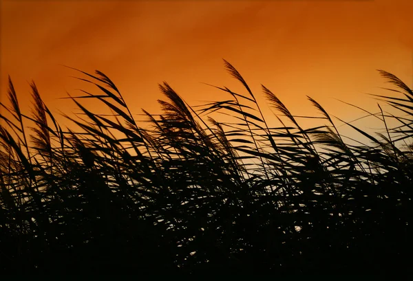 日没の風で葦のささやき — Stockfoto