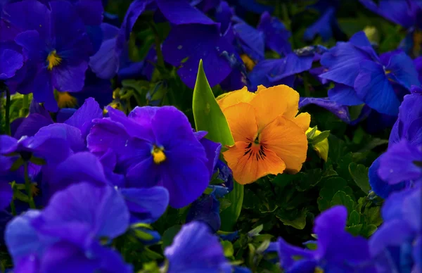 Gelb violett und violett violett — Stockfoto